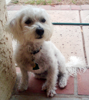 Bode