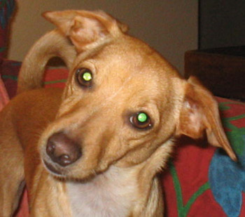 Archie