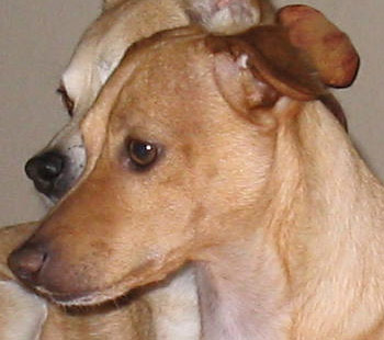 Archie