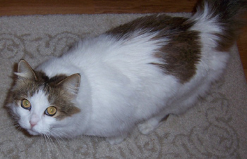 Pepper