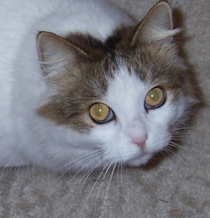 Pepper