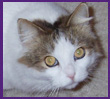 Pepper The Cat