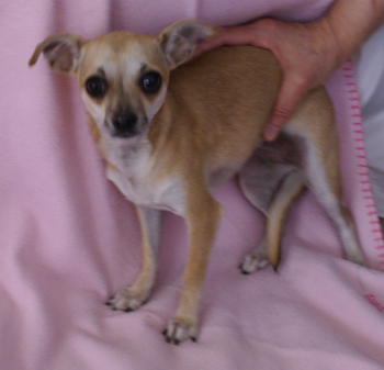 Chiquita