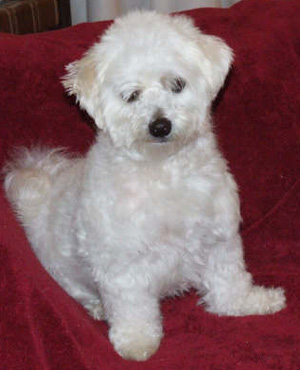 Samson