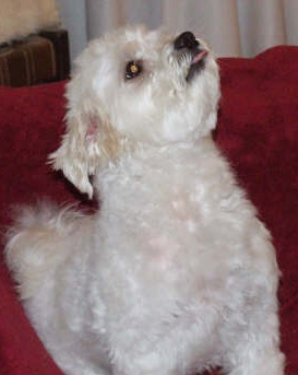 Samson