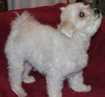 Samson