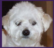 Samson