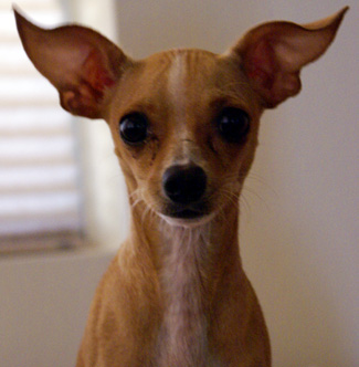 Bambi