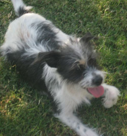 Odie