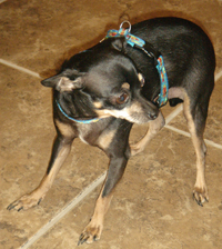 Libby