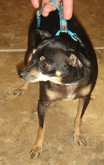 Libby