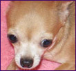 Hotsie