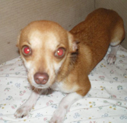 Dox