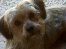 Markie