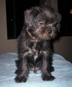 Petey