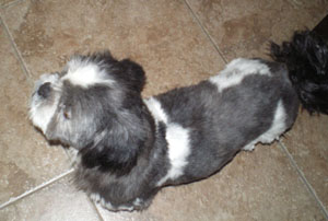 Macgregor