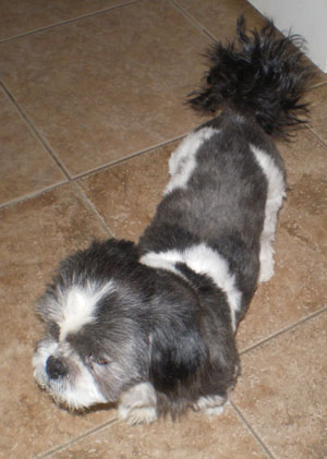 Macgregor