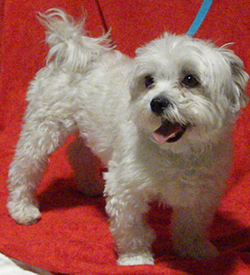 Baxter