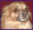 Gismo