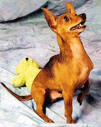 Chico