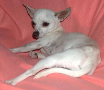 Senor Pedro