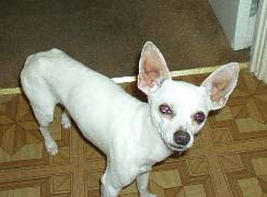 Senor Pedro
