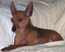 Chico