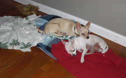 Jonboy and Otis