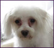 Bailey