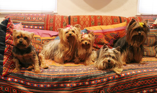 Bibi and The Gang