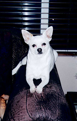 Callie