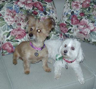 Callie and Missy
