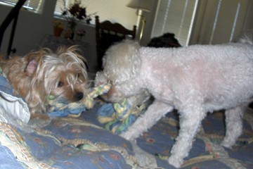 Chloe and Cricket