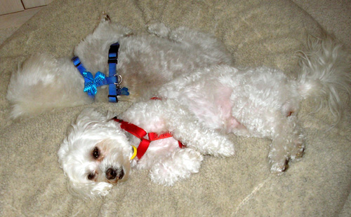 Daisy and Skippy