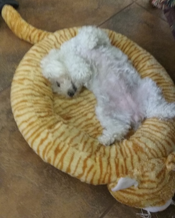 Dora