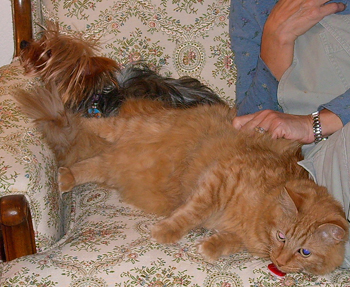 Finnegan and Rockie
