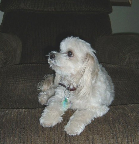 Gypsy