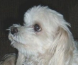 Gypsy