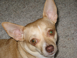 Lilly