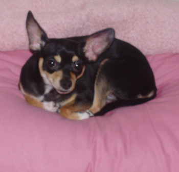 Lilly Pippie-Marie 