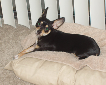 Lilly Pippie-Marie 