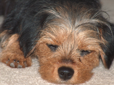 Lollie Snoozing