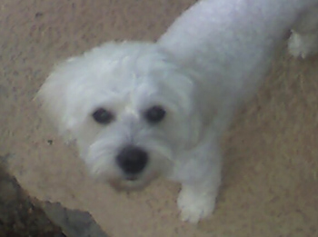 Luke