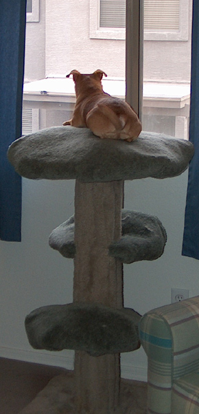 OzyTree