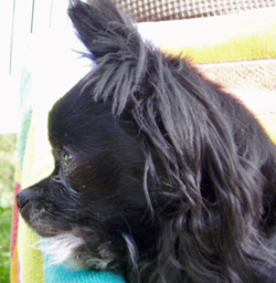 Phoebe