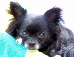 Phoebe