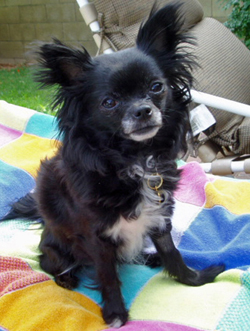 Phoebe