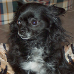 Phoebe