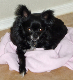 Phoebe