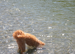 Sammie